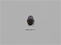 藏品(藍艷白點花金龜)的圖片